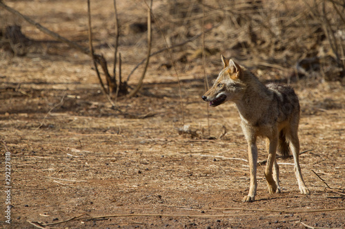 Indian Jackal in Gir National Park, India