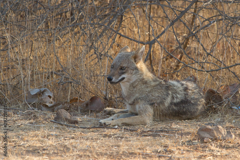 Obraz premium Indian Jackal in Gir National Park, India