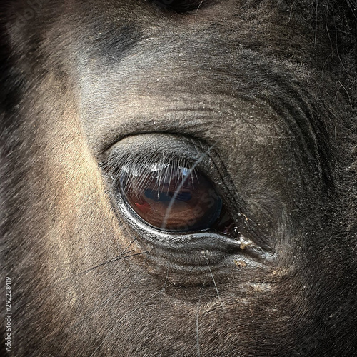 Oko konia
