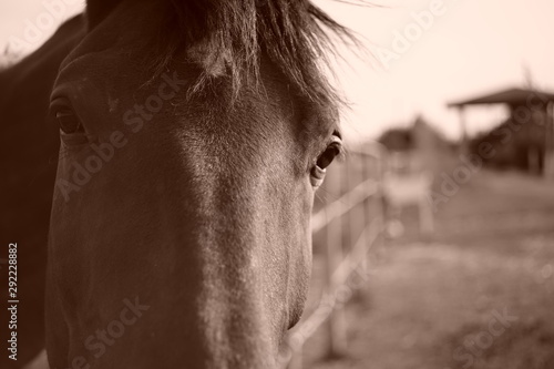 brown horse closeup portrait outdoor  sepia photo