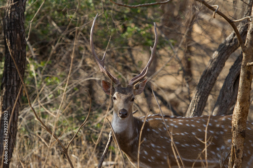 Spotted Male deer in Gir National park India © Prakash Mandalia 