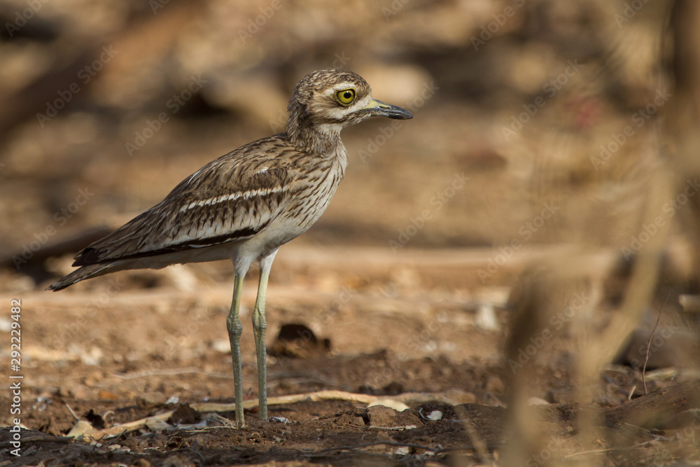 This stocky and brown ground bird with large eyes is about 41 centimeters in length. It has dark streaks on a sandy brown ground colour and is plover-like. The large head has a dark stripe This stocky and brown ground bird with large eyes is about 41 centimeters in length. It has dark streaks on a sandy brown ground colour and is plover-like. The large head has a dark stripe