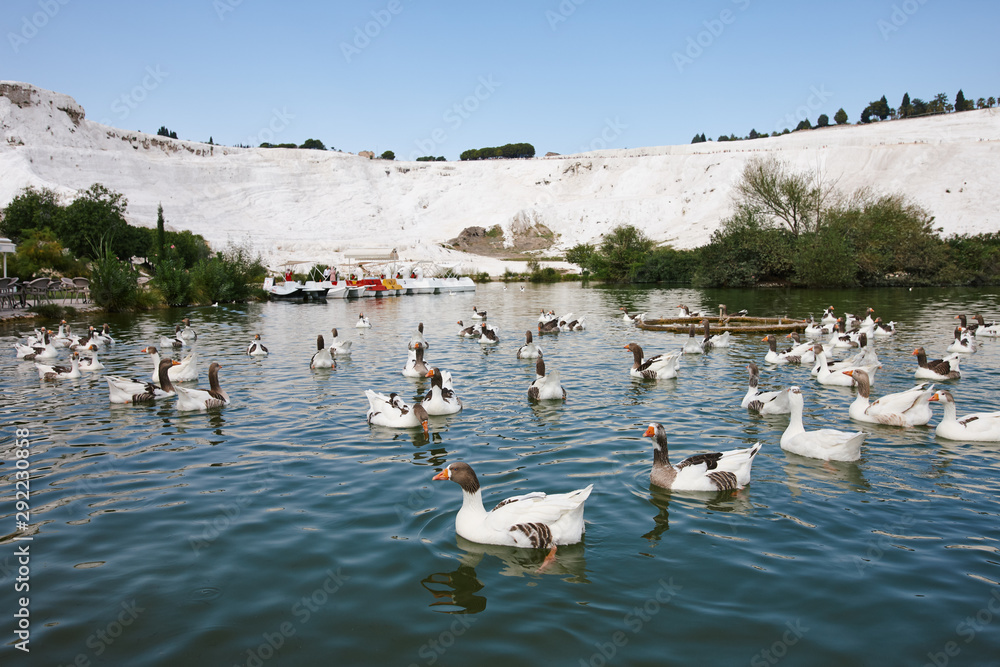 Goose flock in Pamukkale park in Turkey