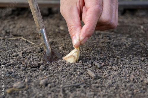 Senior woman planting garlic in a vegetable garden