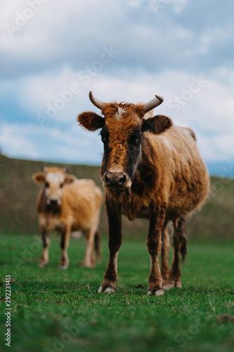 Fototapeta Naklejka Na Ścianę i Meble -  Cow graze in the mountains on a green Alpine meadow.