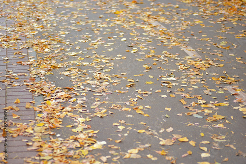 Golden autumn, beautiful background of orange leaves on the path