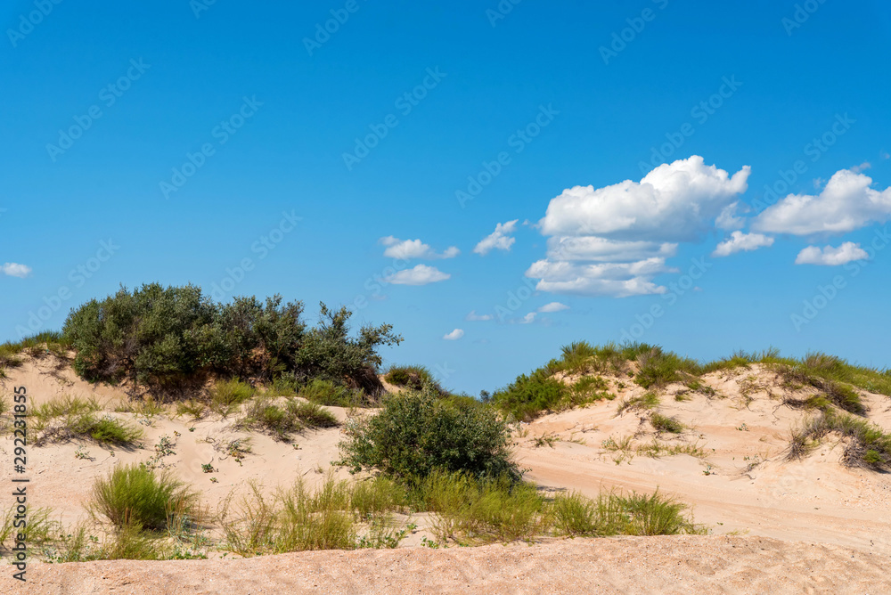 Semi-desert sand and vegetation on sunny day