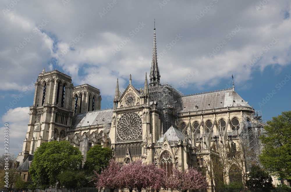 Beautiful cherry blossom trees near Notre-Dame cathedral in Paris.