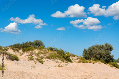 Semi-desert sand and vegetation on sunny day