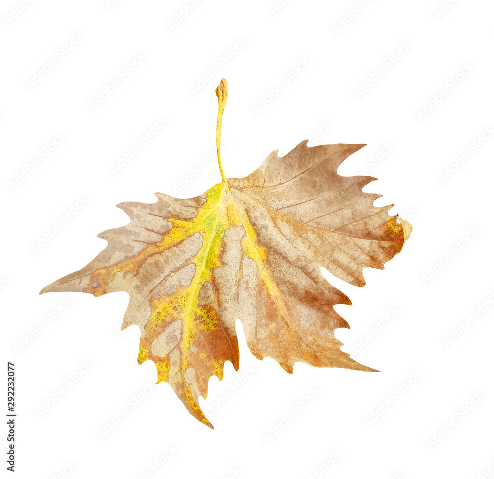 Naklejka premium leaf of plane tree isolated for background