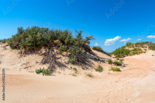 Semi-desert sand and vegetation on sunny day photo