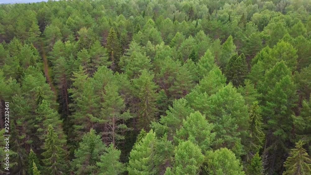 Horizonless Evergreen Coniferous Forest. Aerial View from Above Horizonless Evergreen Coniferous Forest. Aerial View from Above