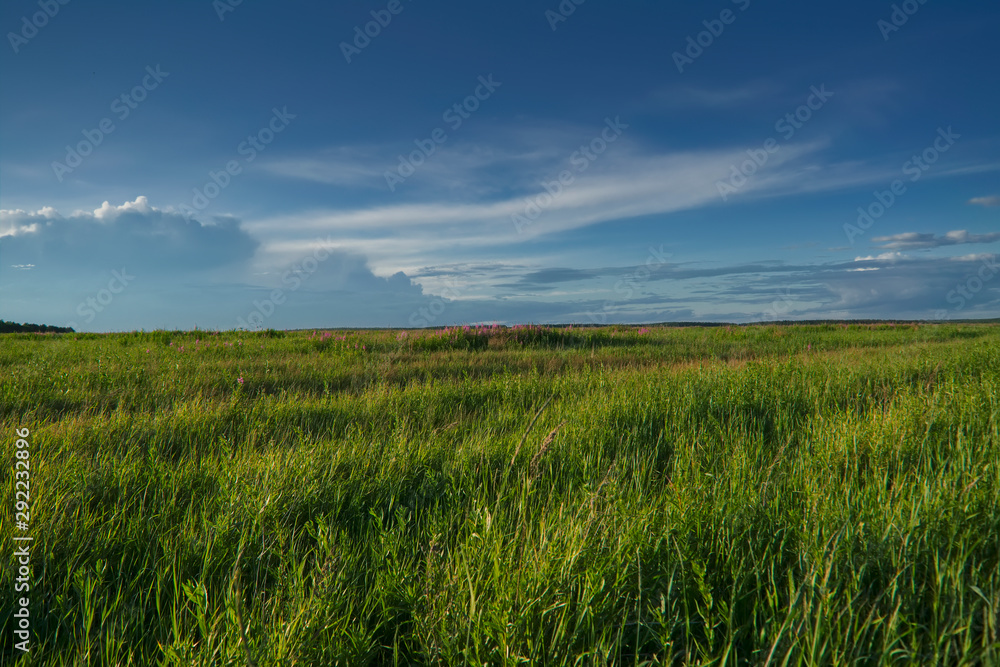 Summer meadow landscape with blooming wildflowers on a background of forest and sky during sunset.