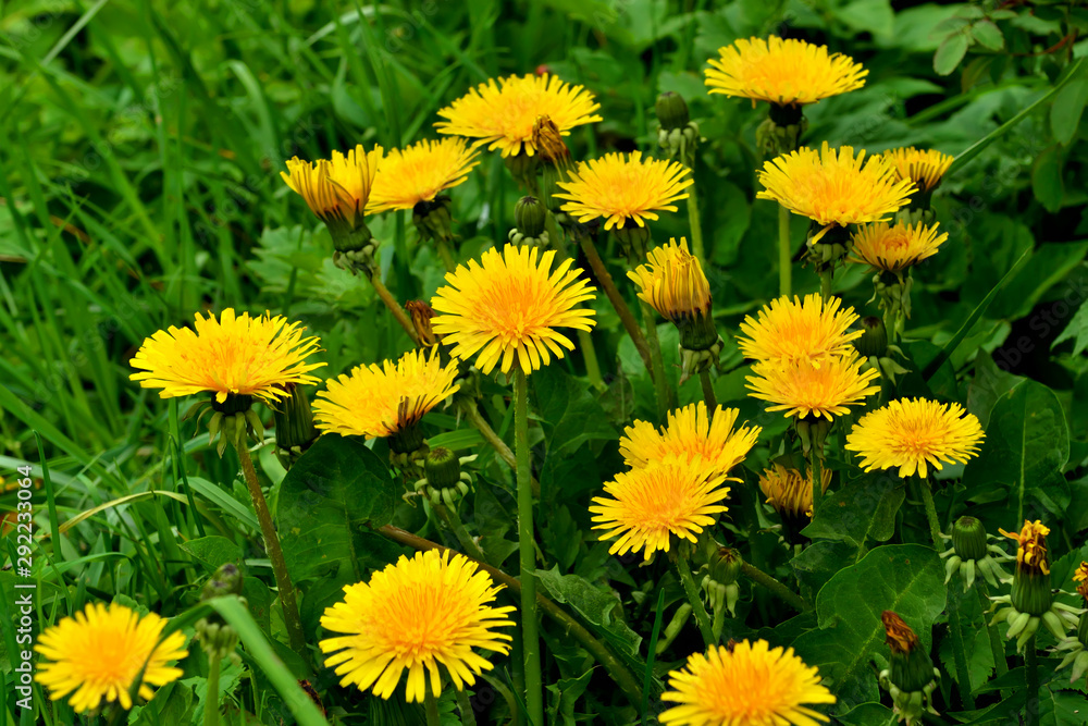 Obraz premium Beautiful yellow dandelion flowers closeup on grass background