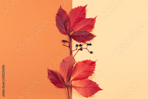Beautiful red leaves with dark berries on a peach pastel and orange background. Autumn colors.