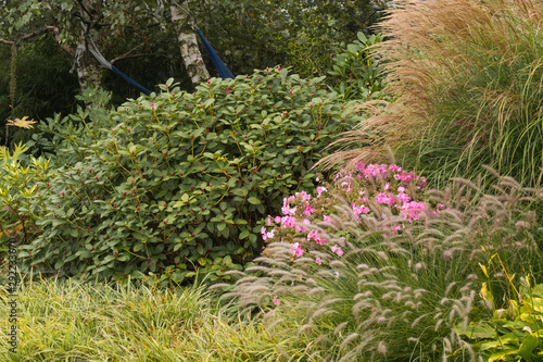 Fototapeta Naklejka Na Ścianę i Meble -  Kwiaty i trawy na rabacie w ogrodzie