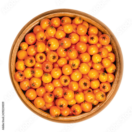 Firethorn fruits in wooden bowl. Fresh and ripe orange colored seeds of Pyracantha. The fruit can be made into jelly. Bird food. Closeup, from above, on white background, isolated macro food photo.