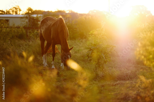 Quarter horse broodmare grazing in rural field during sunrise.