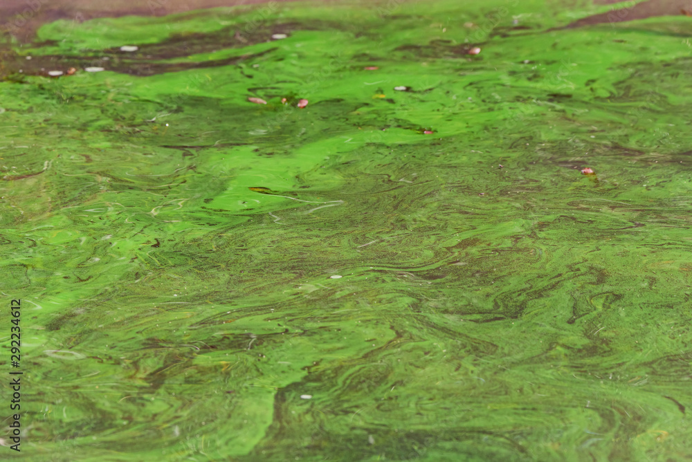 Close up sea water surface polluted with green algae Close up sea water surface polluted with green algae
