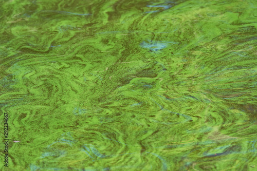 Close up sea water surface polluted with green algae
