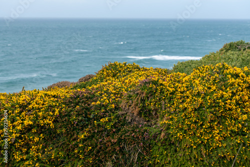 Porthtowen cliffs with sea view and yellow gorse