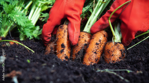 A farmer harvesting carrots. A woman gardener in red rubber gloves pulls (digging) a carrot out of the ground. Close up.