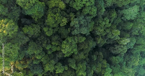Aerial top down view wild jungle green rainforest at sunset. 4K