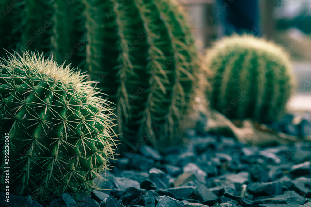 Close up thorns of cactus , beautiful big cactus in the garden on sunny day Close up thorns of cactus , beautiful big cactus in the garden on sunny day