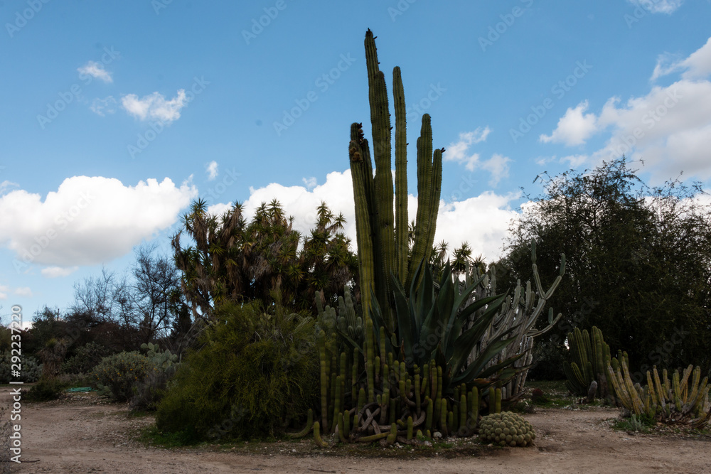 Southwestern Garden with Cacti