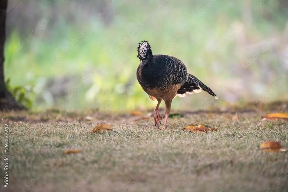 Bare faced Curassow, Mato Grosso National Park, Brazil Bare faced Curassow, Mato Grosso National Park, Brazil