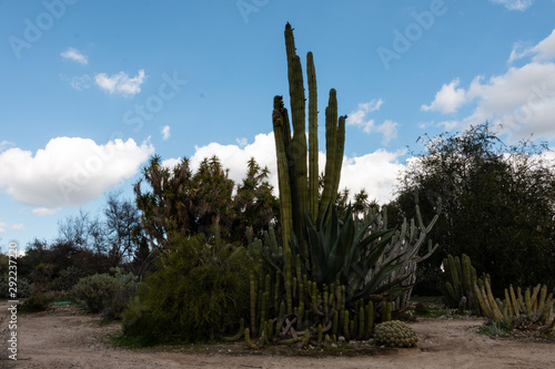 Southwestern Garden with Cacti