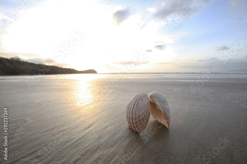 Shell at beach in Rossnowlagh