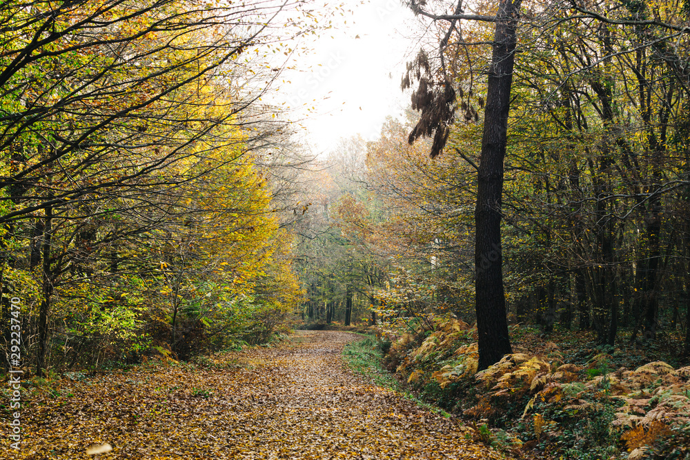 Obraz premium Landscape photo at Autumn Time/November, with view of lake and forest