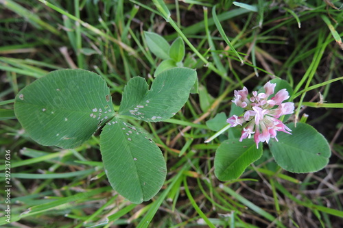 Wallpaper Mural A close-up of a pale pink alsike clover flower and green leaves growing in grass Torontodigital.ca