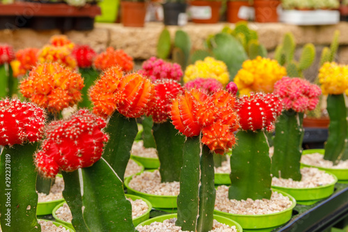 Group of blossiming decorative red cactuses photo