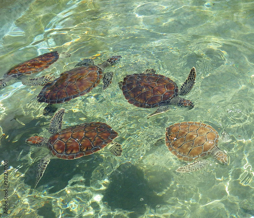 Baby sea turtles in the ocean