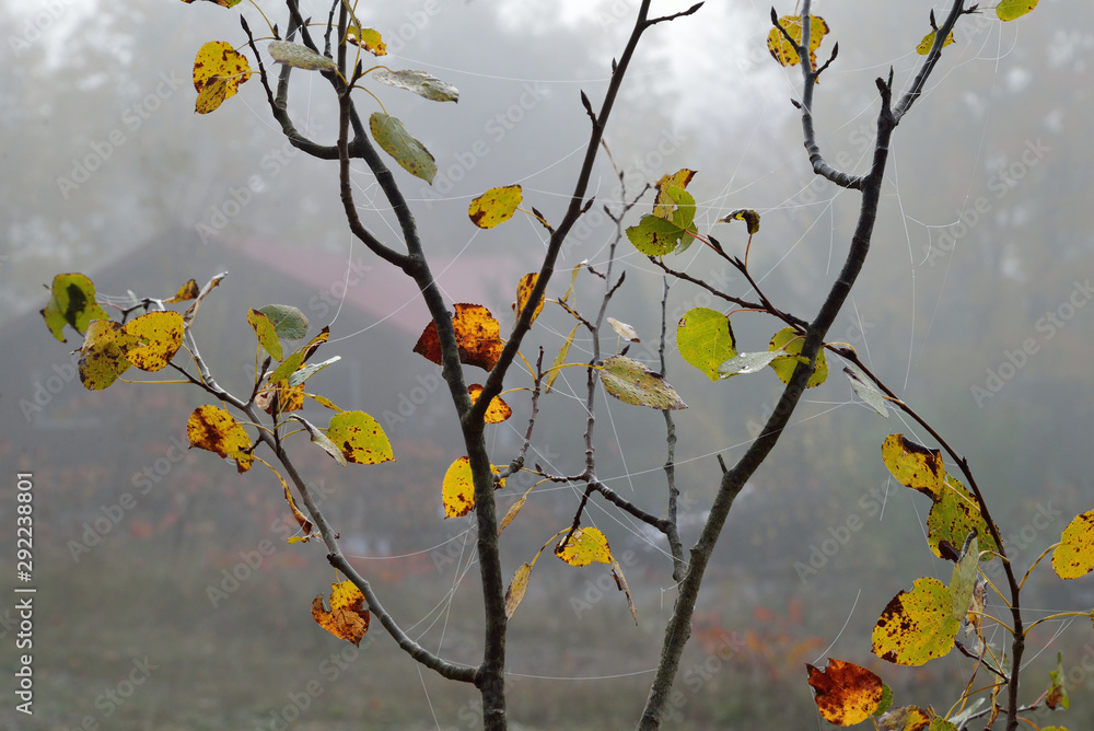 Autumn tree and spider webs in mist Autumn tree and spider webs in mist