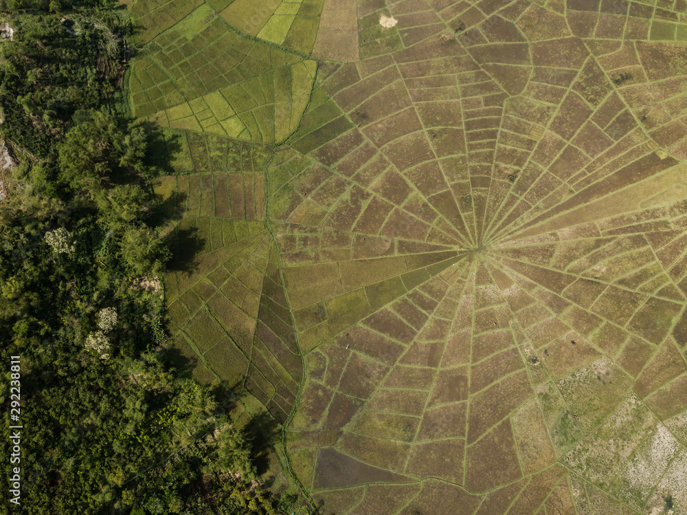 Obraz premium Aerial view of rice paddies