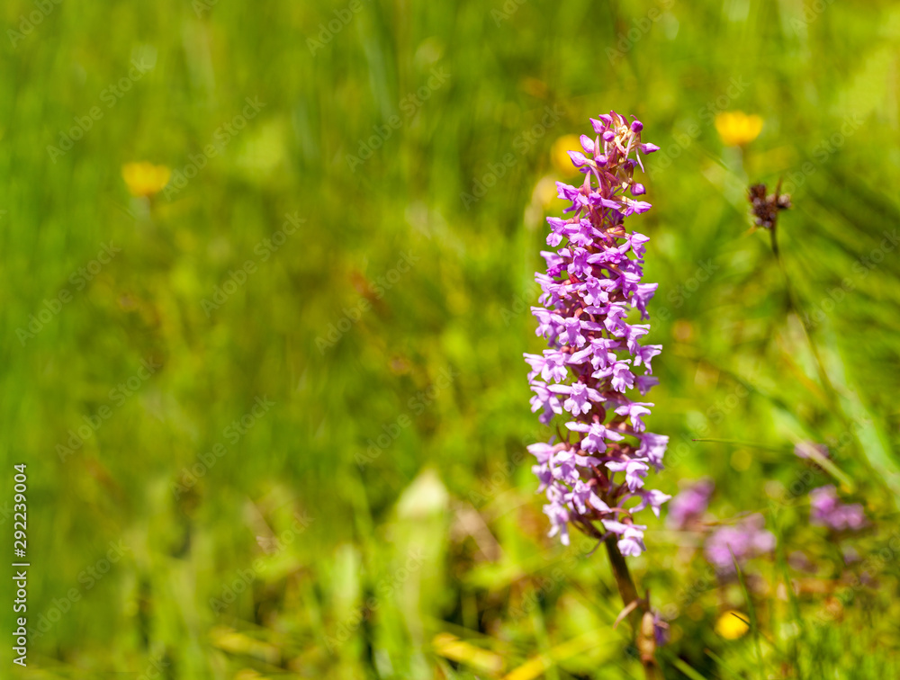 Dactylorhiza majalis - western marsh orchid Dactylorhiza majalis - western marsh orchid