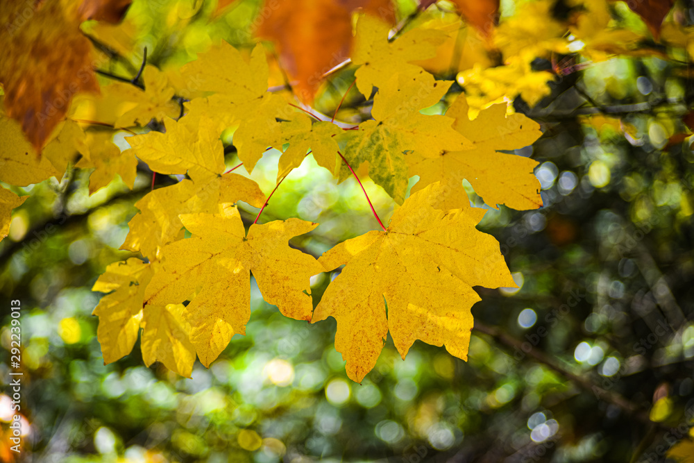 Maple Leaf Showing Off Its Autumn Color In Bright Orange Yellow and Gold On A Sunny Day In The Pacific Northwest Forest, Washington, United States Maple Leaf Showing Off Its Autumn Color In Bright Orange Yellow and Gold On A Sunny Day In The Pacific Northwest Forest, Washington, United States
