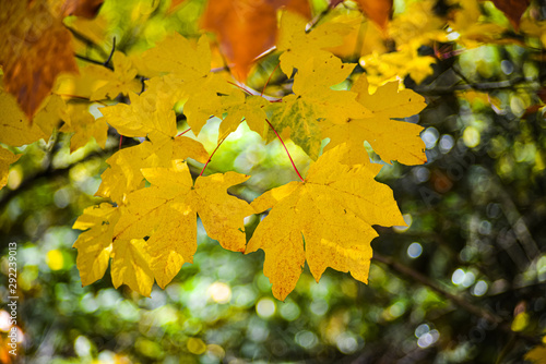 Maple Leaf Showing Off Its Autumn Color In Bright Orange Yellow and Gold On A Sunny Day In The Pacific Northwest Forest, Washington, United States