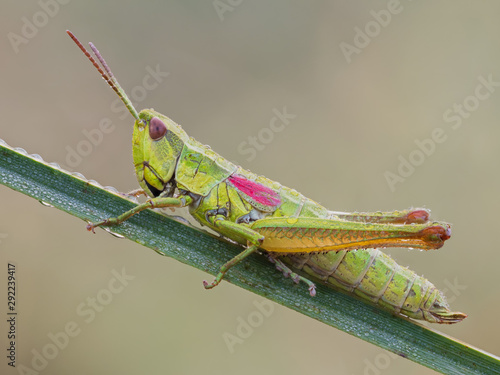 grasshopper on green leaf © Lukasz