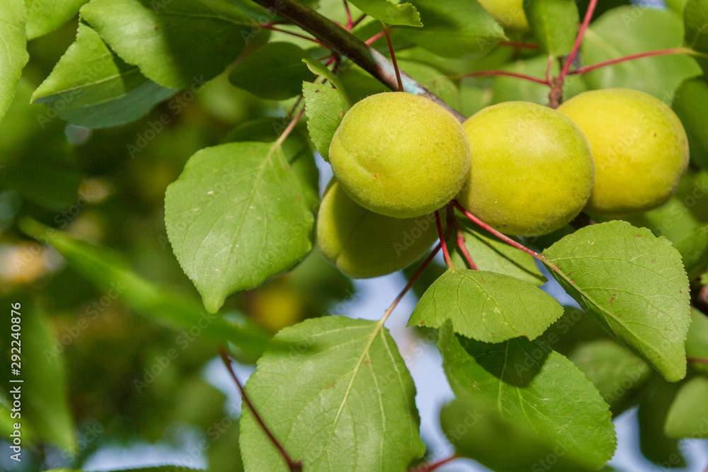 Apricots grow and Mature on a branch in early summer