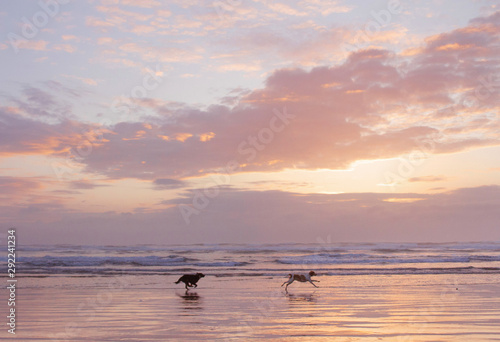 dogs on beach