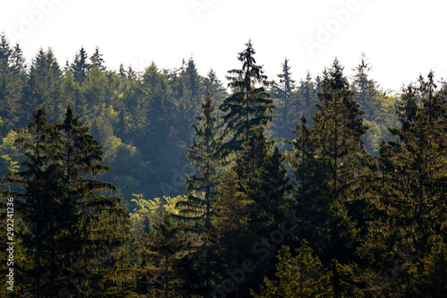 Tree tops in the forest, on a slope