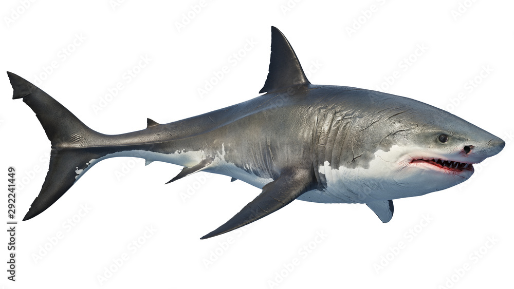 Obraz premium White shark marine predator big. 3D rendering