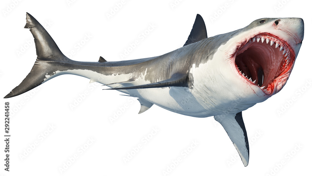 Fototapeta premium White shark marine predator big open mouth. Isolated background. 3D rendering
