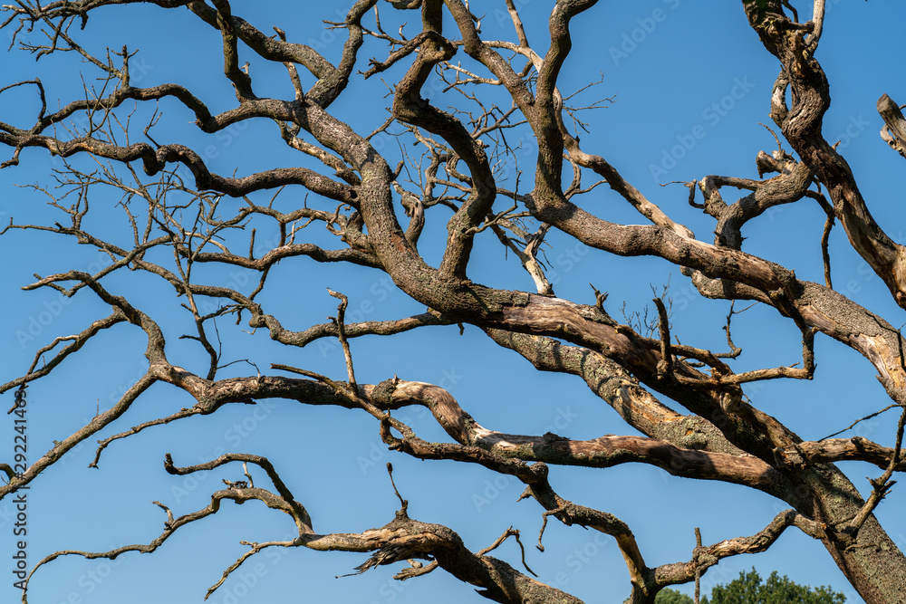 Dead tree with sky as background