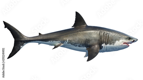 White shark marine predator big  side view. 3D rendering