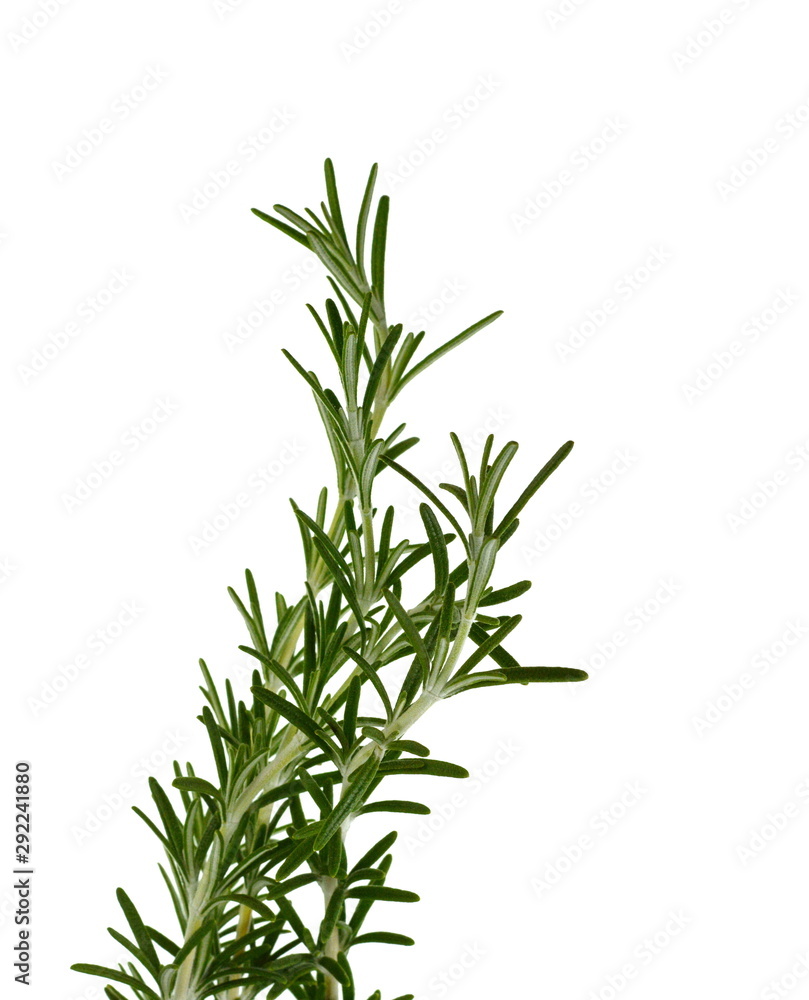 Fototapeta premium rosemary twig isolated on white background.